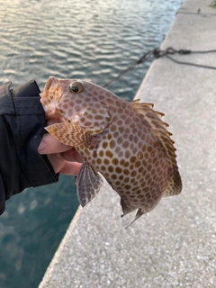 ハタの釣果