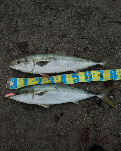 ブリの釣果