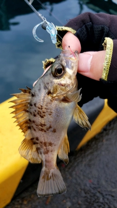 メバルの釣果