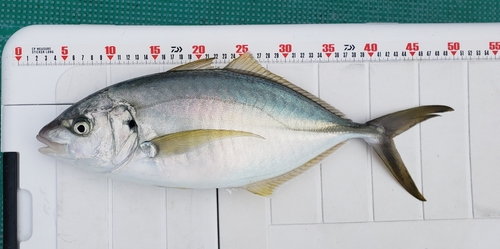 シマアジの釣果