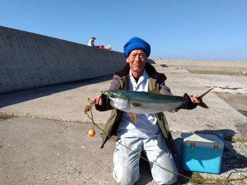 ブリの釣果