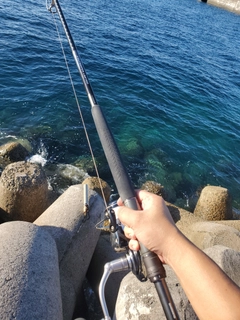 タイワンカマスの釣果