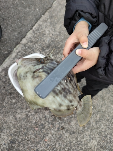 カワハギの釣果