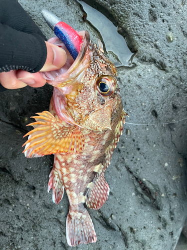 カサゴの釣果