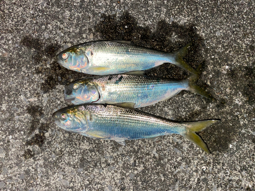 コノシロの釣果