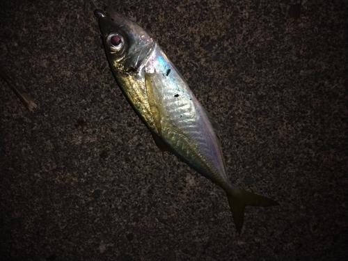 マアジの釣果