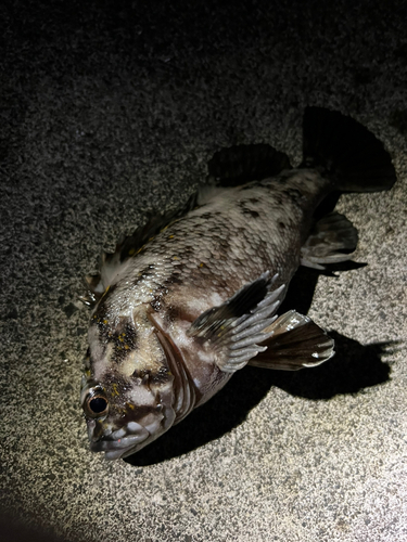 ムラソイの釣果