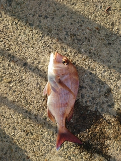 マダイの釣果