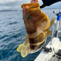 アオハタの釣果