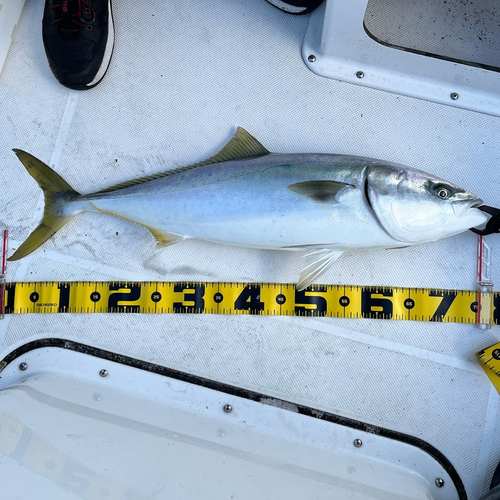 ワラサの釣果