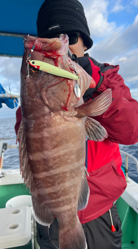 マハタの釣果