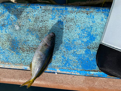 タカベの釣果