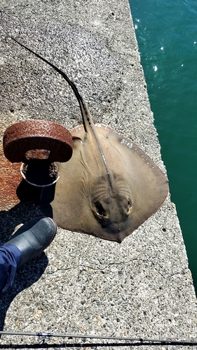 アカエイの釣果