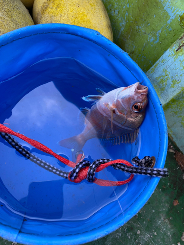 チャリコの釣果