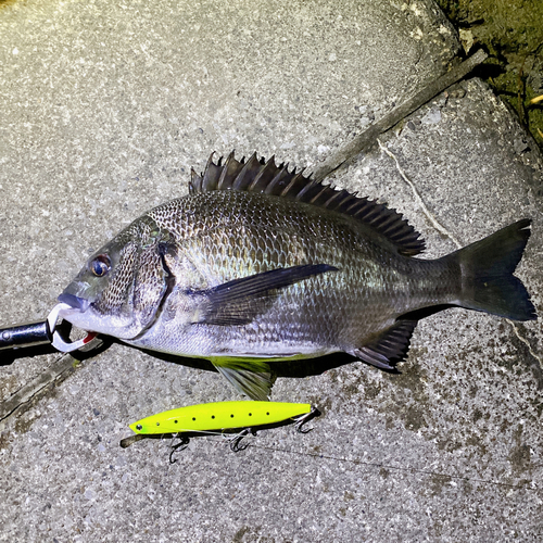 クロダイの釣果