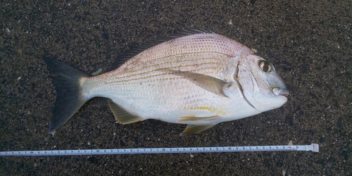 ヘダイの釣果