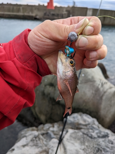 ネンブツダイの釣果