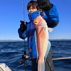 アマダイの釣果