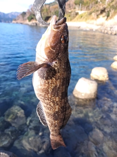 アイナメの釣果