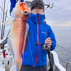 アマダイの釣果