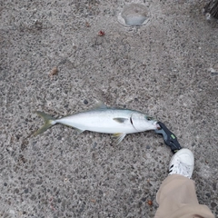 メジロの釣果