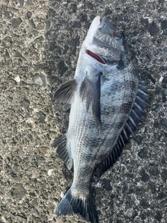 クロダイの釣果