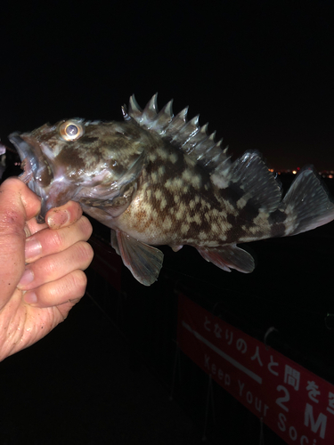 カサゴの釣果