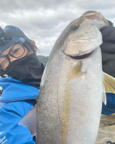 ショゴの釣果