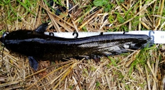 ナマズの釣果