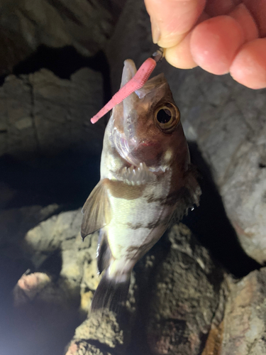 シロメバルの釣果