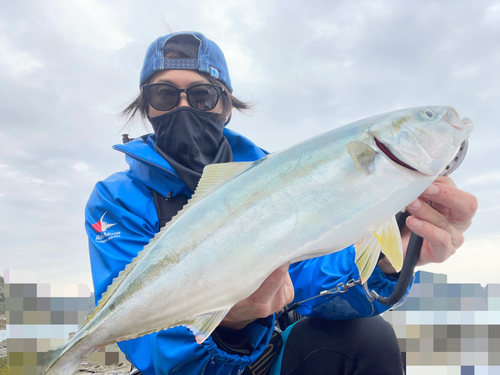 イナダの釣果