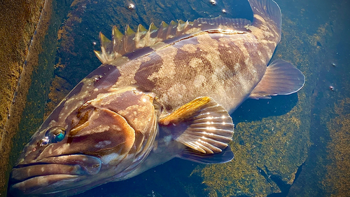 クエの釣果