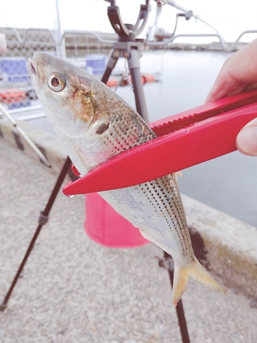 コノシロの釣果