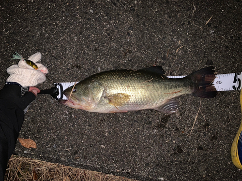 ブラックバスの釣果