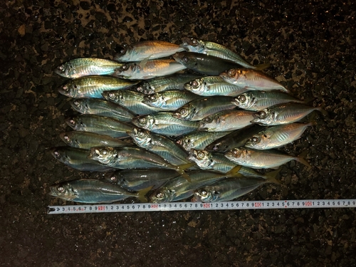 アジの釣果