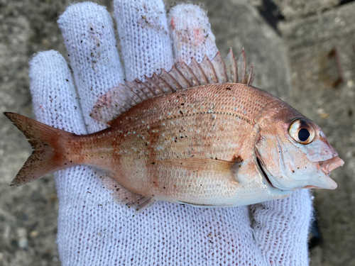 チャリコの釣果