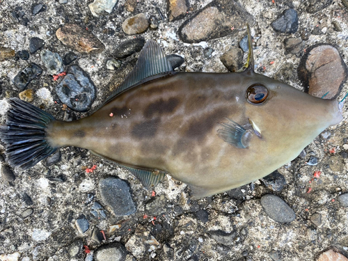 ウマヅラハギの釣果