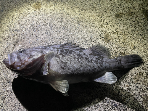 クロソイの釣果