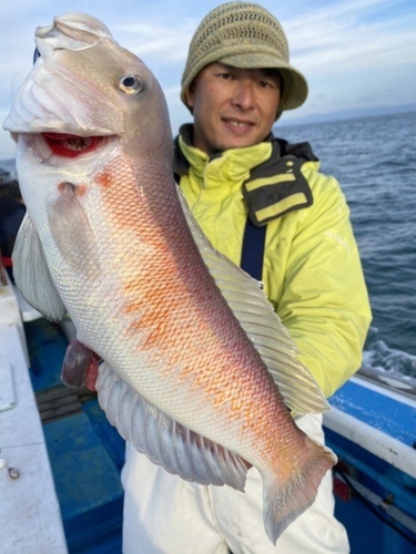 シロアマダイの釣果