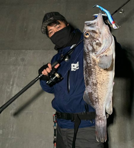 クロソイの釣果