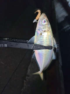 マアジの釣果