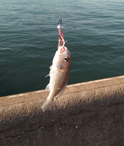 イシモチの釣果