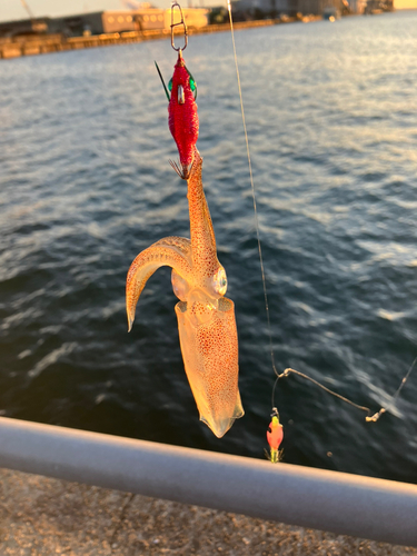 ヒイカの釣果