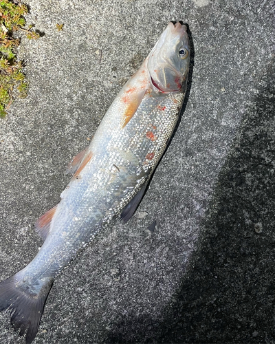 ウグイの釣果