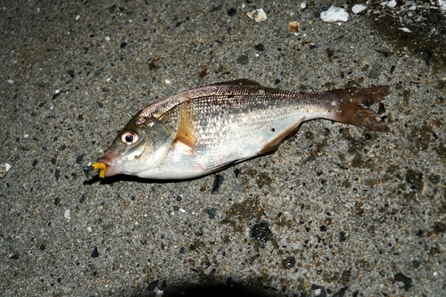 ウミタナゴの釣果