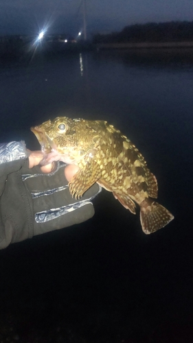 カサゴの釣果