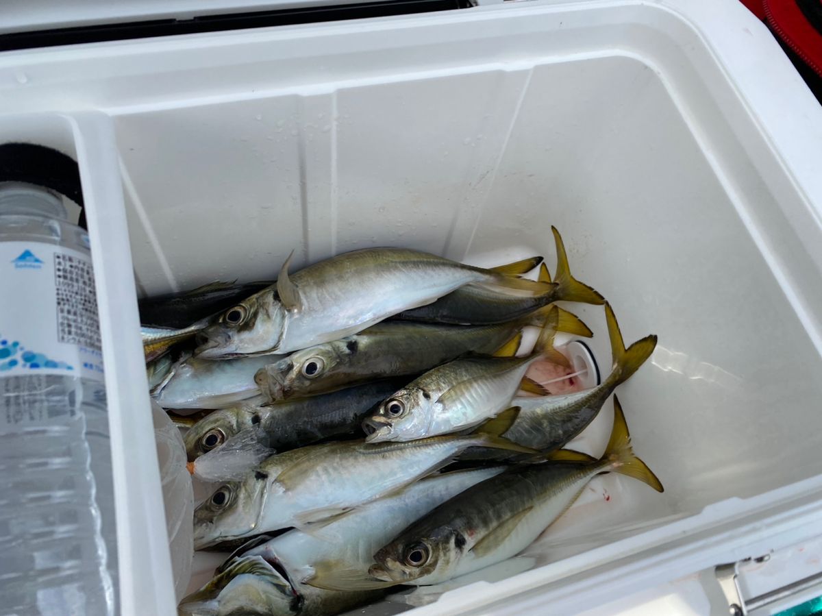 釣りオバサンさんの釣果 2枚目の画像