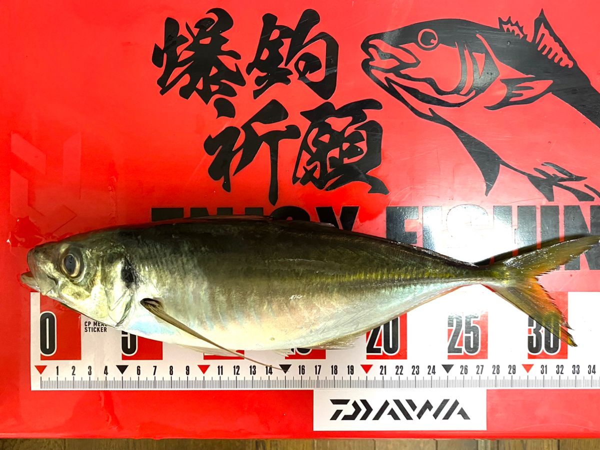 釣りオバサンさんの釣果 3枚目の画像