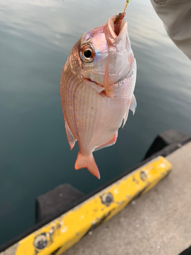 タイの釣果