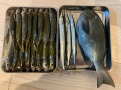 グレの釣果
